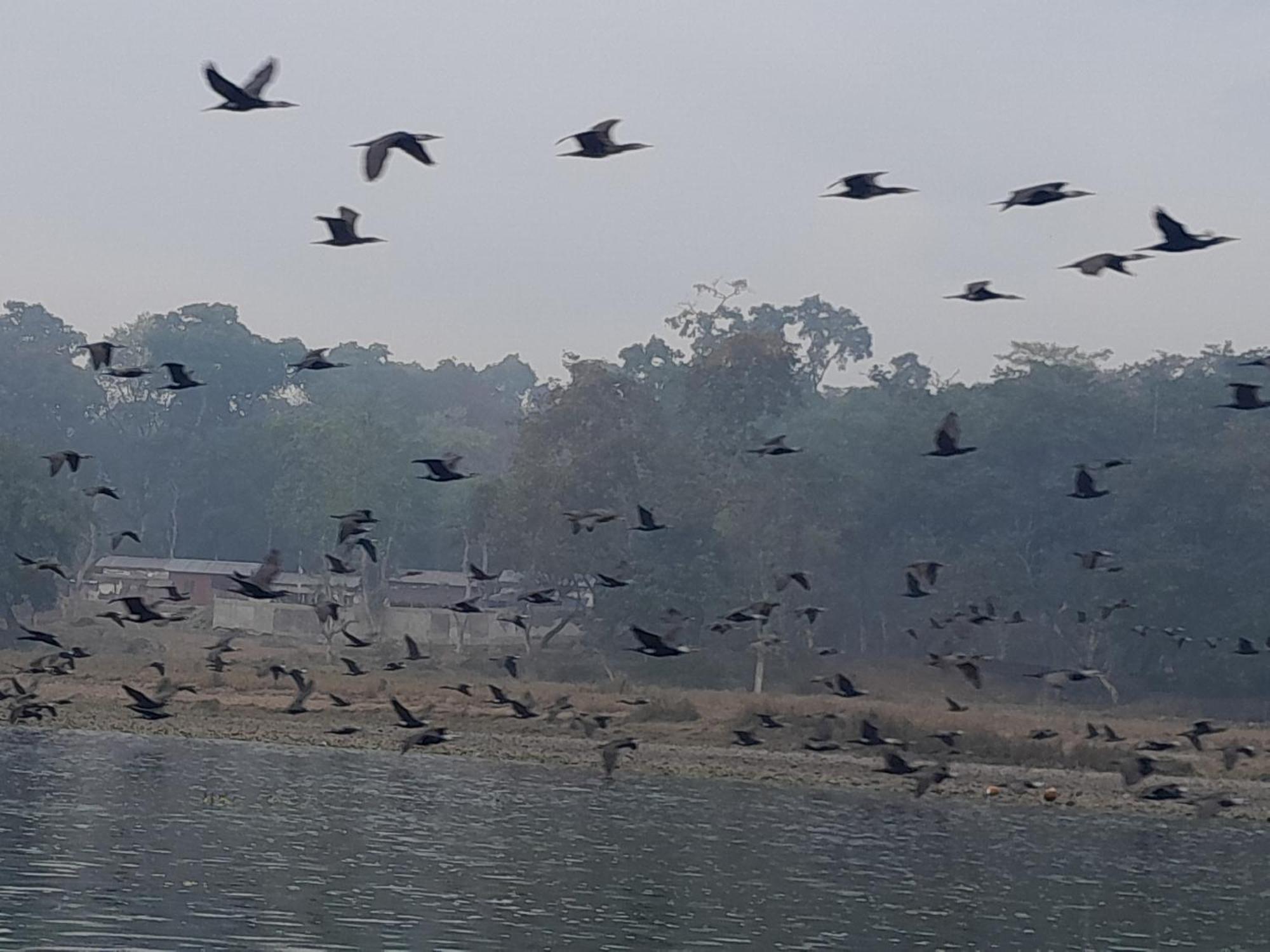 Crocodile Safari Camp Hotel Chitwan Exterior photo