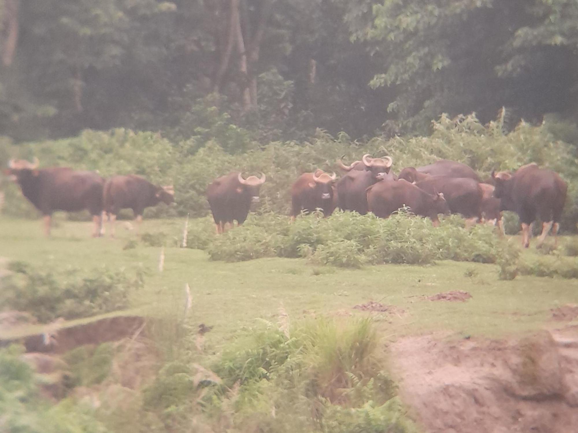 Crocodile Safari Camp Hotel Chitwan Room photo