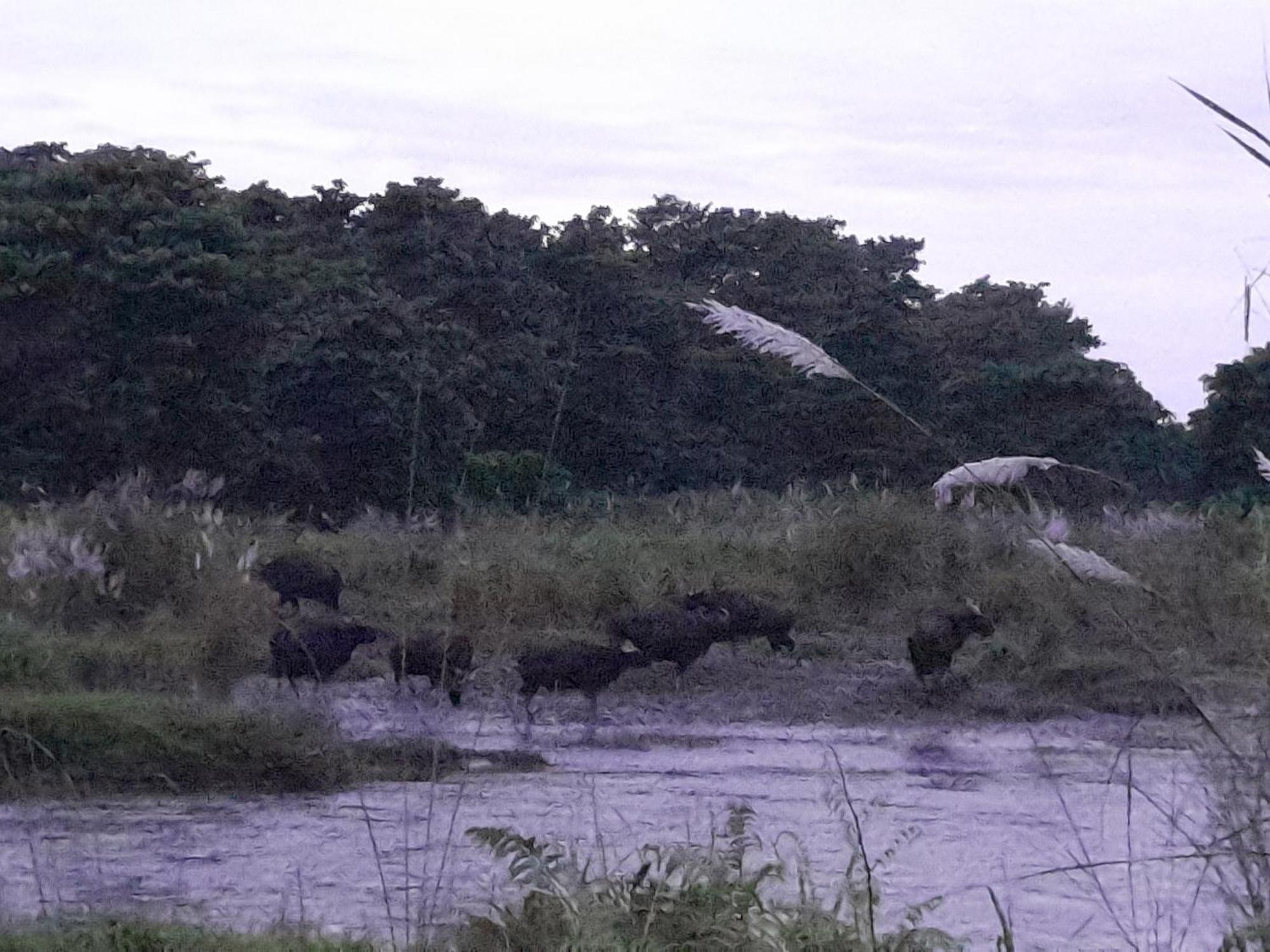 Crocodile Safari Camp Hotel Chitwan Exterior photo
