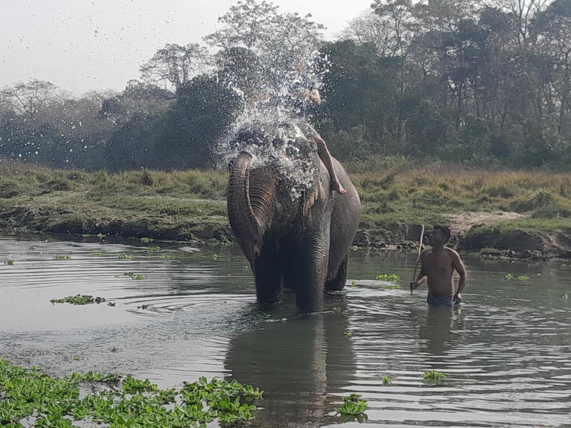 Crocodile Safari Camp Hotel Chitwan Room photo