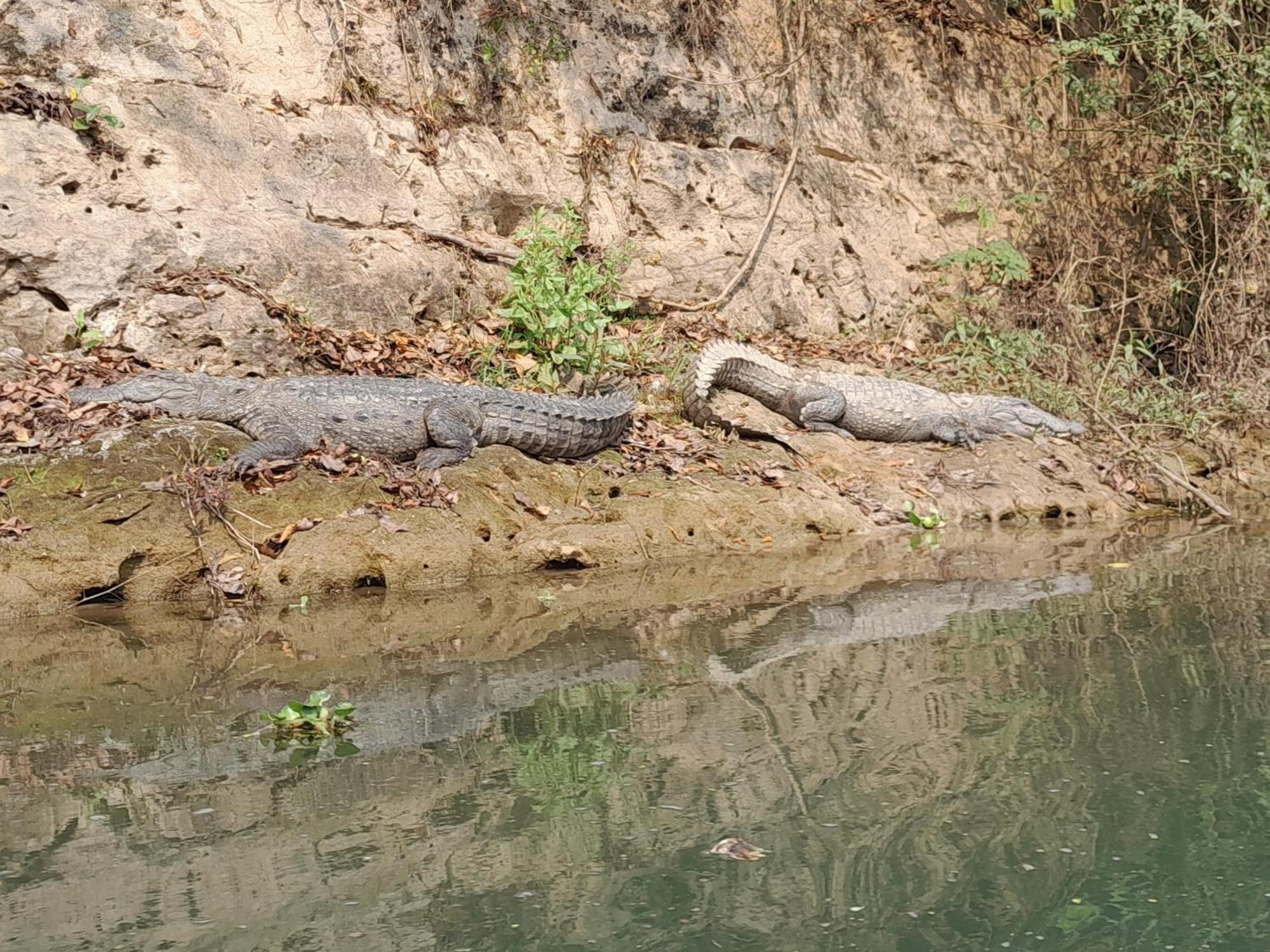 Crocodile Safari Camp Hotel Chitwan Exterior photo
